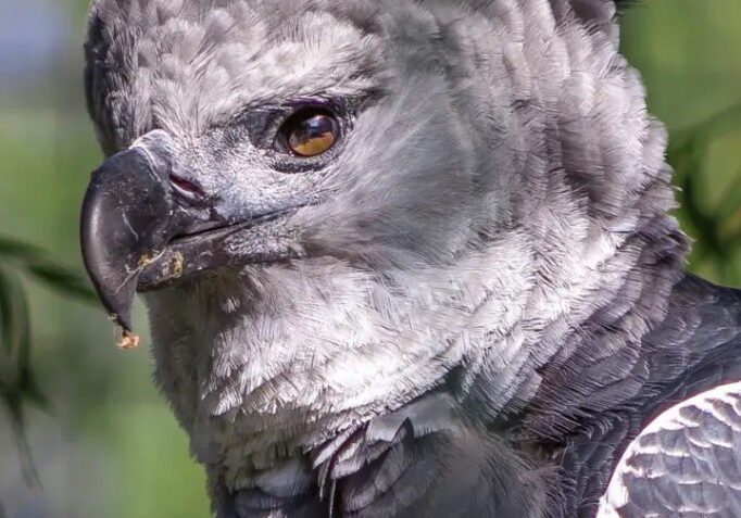 harpy eagle closeup