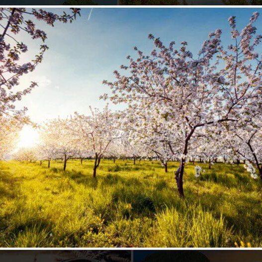 A field with many trees and flowers in the middle of it