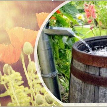 Rain barrel and poppy flowers